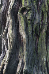 tronco di albero
