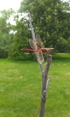 Dragonfly on a branch