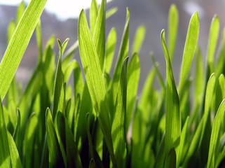 Green wheat close up