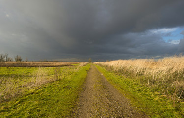 Fototapeta premium Deteriorating weather over a footpath along reed at fall
