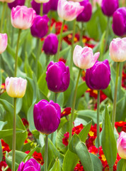 Fototapeta premium Close up of beautiful tulips