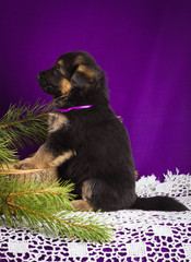 German Shepherd puppy sitting on a purple background.