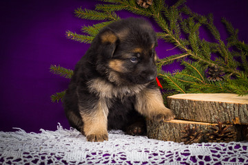 German Shepherd puppy sitting on a purple background.