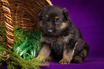 German shepherd puppy sitting in a basket . Purple background.