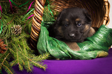 German shepherd puppy lying in a basket. Purple background.