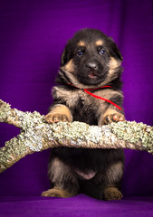 German Shepherd puppy sitting. Purple background.
