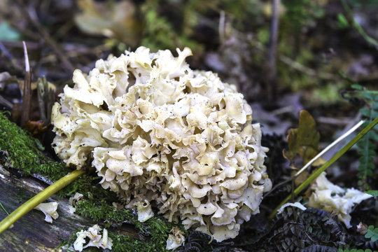 Cauliflower Fungus (Sparassis crispa)