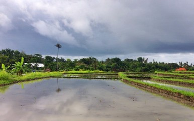 balinese ricefiel