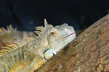 IGUANA