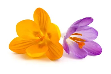 Abwaschbare Fototapete Krokusse Gelbe und lila Krokusblüte