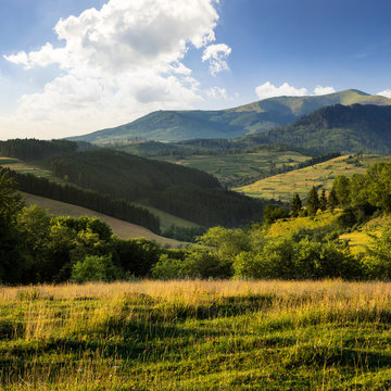 hillside meadow with forest in mountain