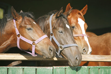 Nice thoroughbred foals looking over  the stable door