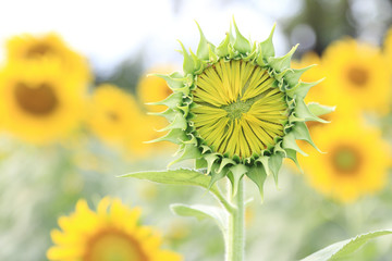 Sunflower bud.