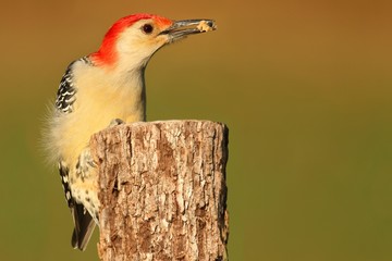 Woodpecker on a tree trunk