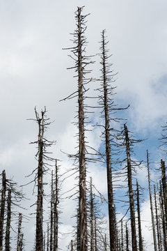 Tote Bäume im Wald