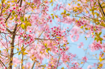 Obraz na płótnie Canvas Beautiful cherry blossom (Sakura), Chiang Mai, Thailand