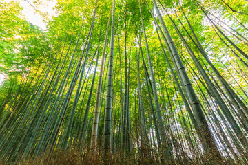 Fototapeta na wymiar Bamboo Groves, bamboo forest.