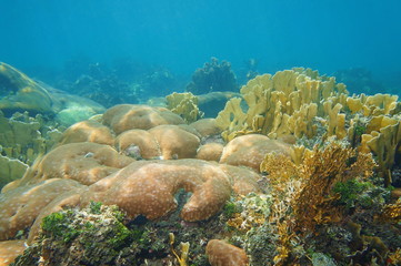 Coral reef underwater in the Caribbean sea