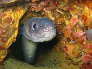 European conger underwater hidden in a hole - obrazy, fototapety, plakaty