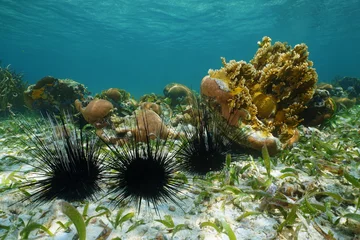 Langstachelige Seeigel unter Wasser © dam