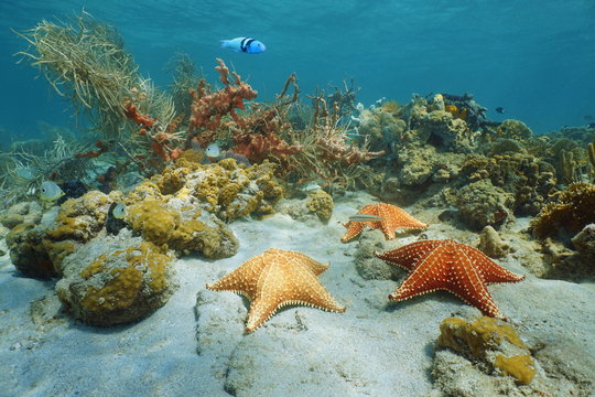 Cushion sea star underwater with coral and sponge