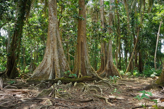 Tropical trees in the jungle of Costa Rica