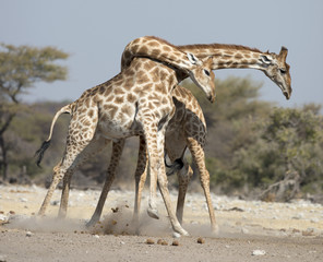 Etosha National Park Namibia, Africa  giraffe fighting.