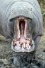 Kruger National Park South Africa, hippopotamus.
