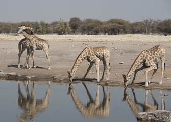 Etosha National Park Namibia, Africa giraffe.