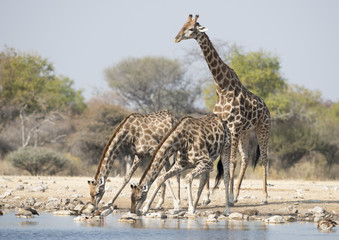 Etosha National Park Namibia, Africa  giraffe.