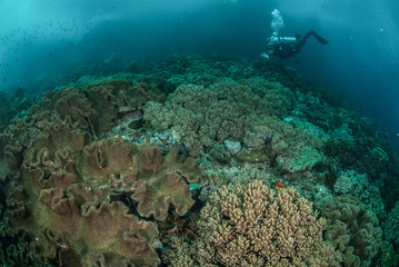 Diver, mushroom leather coral in Ambon, Maluku underwater