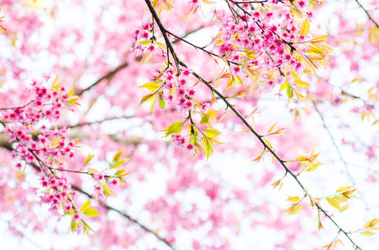 cherry Blossoms tree with sunny day © Wanich