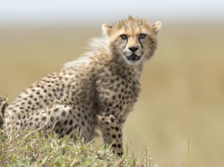 Obraz na płótnie Canvas africa kenya Masai Mara reserve cheetah cub