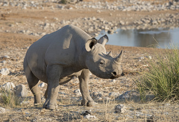 Obraz premium Etosha National Park Namibia, Africa rhinoceros