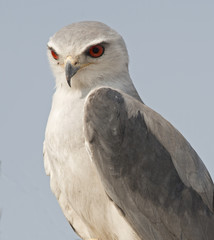 Etosha National Park Namibia, pygmy falcon.