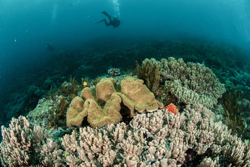 Diver, mushroom leather coral in Ambon, Maluku underwater