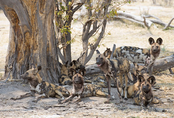 africa Botswana Okavango,   wild dogs