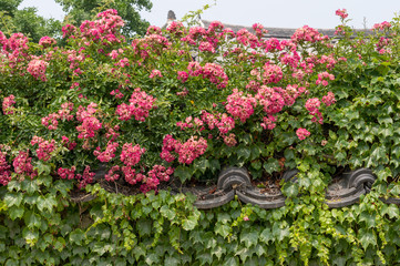 Wild flowers covering the traditional Korean wall and roof tiles