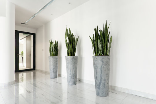 Beauty plants on corridor