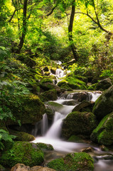 A small creek in a mossy forest. Taken in Wanju, South Korea