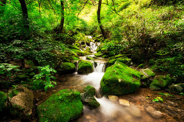 Obraz premium A small creek in a mossy forest. Taken in Wanju, South Korea