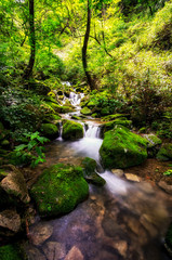 Naklejka na ściany i meble A small creek in a mossy forest. Taken in Wanju, South Korea