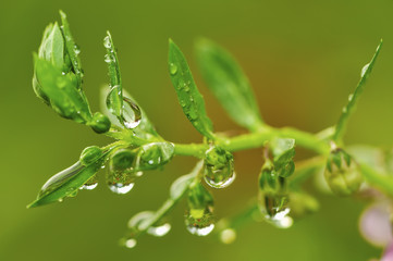 Dew drop on green leaf in the garden