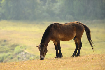 Horse Grazing the Grass at sunrise