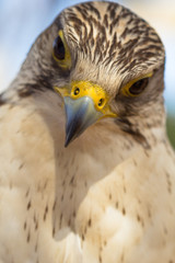 bec de faucon pèlerin