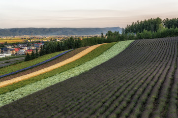 Biei Lavender farm