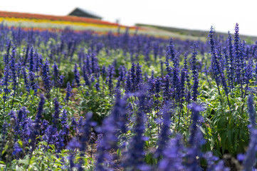 Field of flowers with a farm house in the distance.