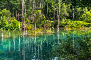 Blue Pond taken during summer. Biei, Japan.