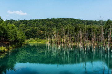 Blue Pond taken during summer. Biei, Japan.
