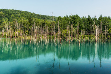 Blue Pond taken during summer. Biei, Japan.